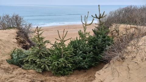 Christmas trees on Fistral Beach sand dunes