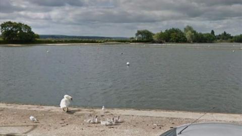 Swans at next to the lake at Poole Park