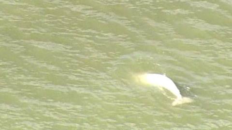 Beluga whale in the Thames