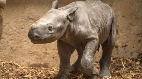 Black rhino calf.