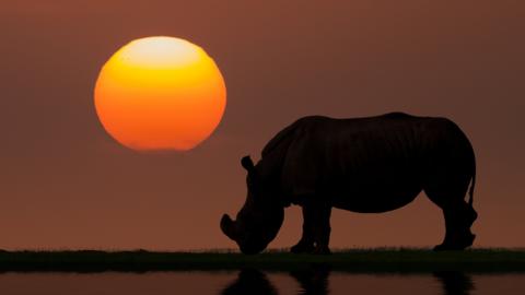 rhino with a sunset.
