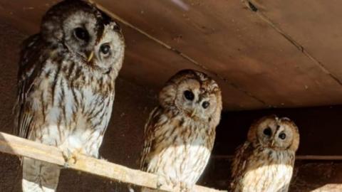 Three tawny owls sitting on a wooden beam