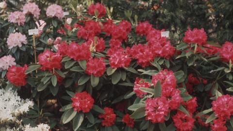 Rhododendron plants in full bloom