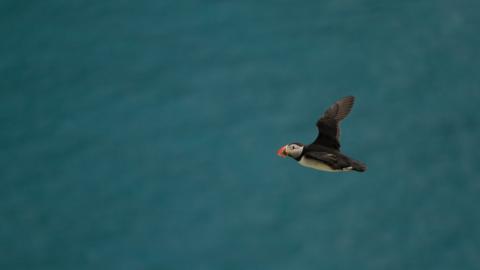 Puffin