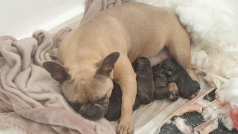 Dog and her puppies