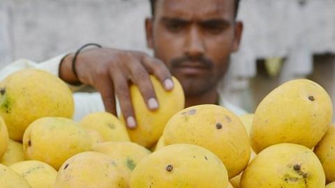 India fruit