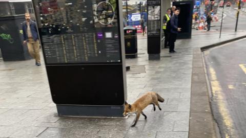 Fox in town centre