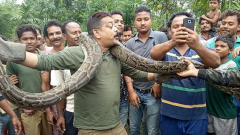 Forest range officer Sanjay Dutta holds a 30 foot-long python in Sahebbari village, Jalpaiguri district on 17 June 2018