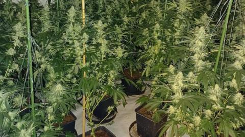 Cannabis plants