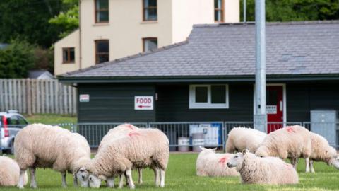 A flock of sheep on Brecon Rugby Club's pitch