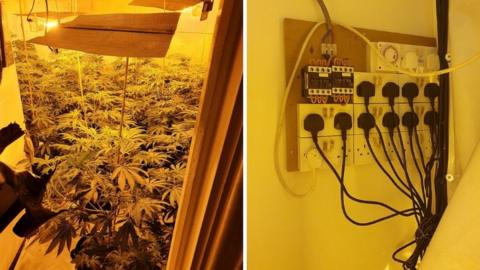 Cannabis and plug sockets