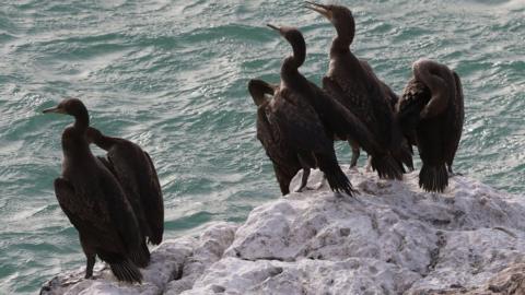 Socotra cormorants