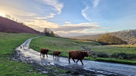 Three cows walk along a rain damp track with fields to each side and blue skies above