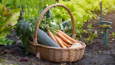 A basket containing fresh produce