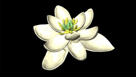 3D model of the ancestral flower reconstructed by the new study, showing multiple whorls of petal-like organs, in sets of threes.