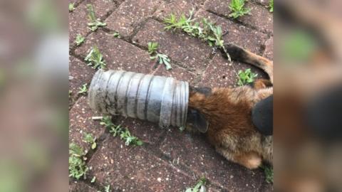 Fox with its head caught in a bottle