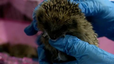 A rescued hedgehob