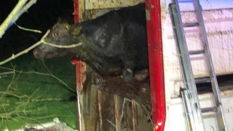 Cattle being rescued from a lorry