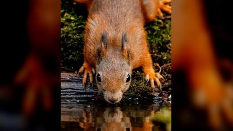 The number of red squirrels on Anglesey has increased but they are under threat from squirrel pox