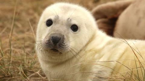 Seal pup on Winterton beach in Norfolk
