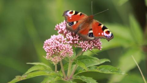 A Peacock butterfly on a flower