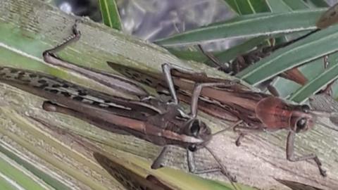Locust on a plant, in Gran Guardia, Formosa, Argentina June 1, 2020