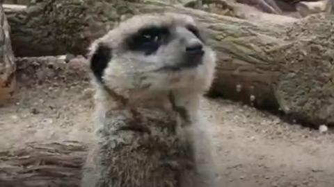 Meerkat