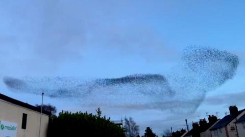 The sterling murmuration was spotted above Lutterworth.
