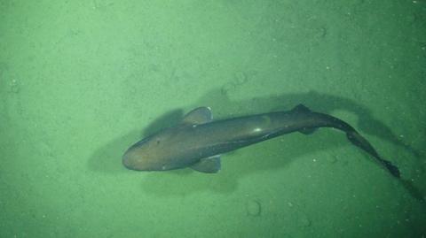Longnose velvet dogfish