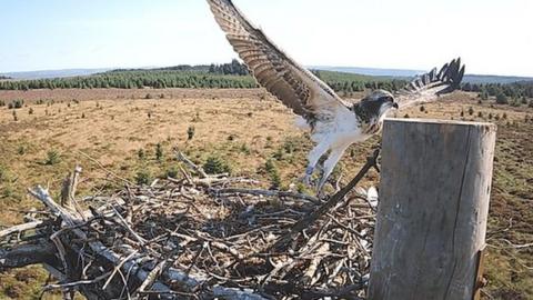 Osprey leaving a nest