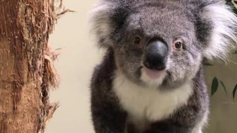 Koala