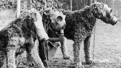 Gas mask dogs