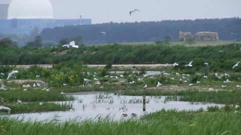 RSPB Minsmere