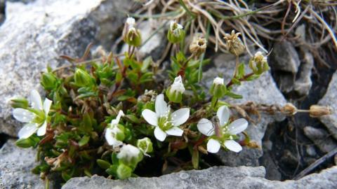 Yorkshire sandwort