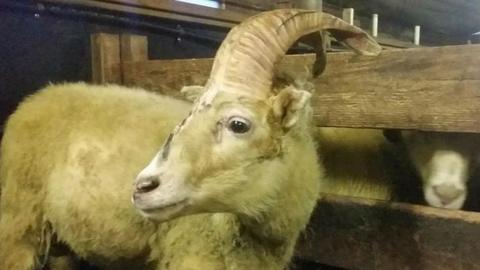 The one-horned sheep called Unicorn