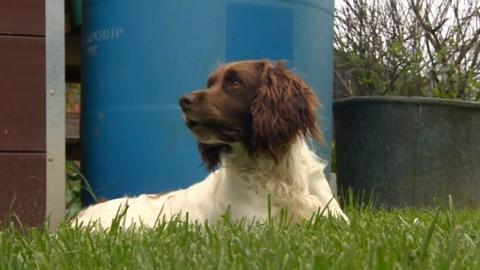 Keedy the spaniel