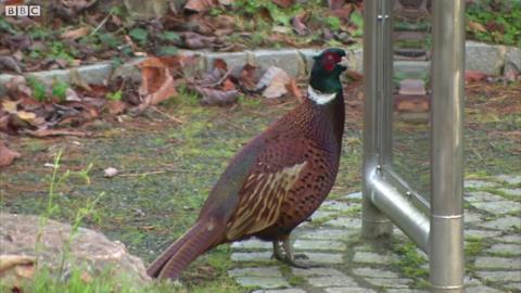 Pheasant