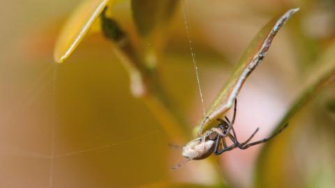 A money spider spinning a web