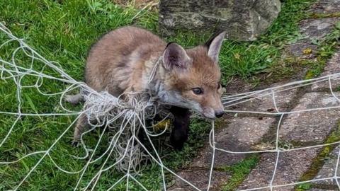 Fox cub up in Bradford trapped up in netting