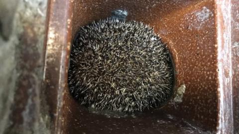 Hedgehog in a sewage pipe