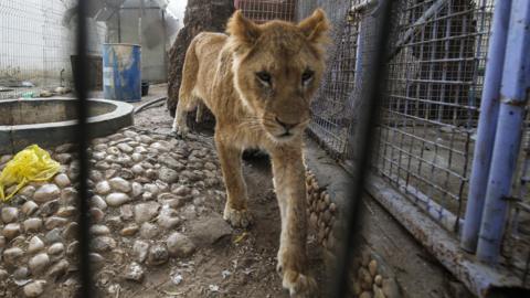 Animals moved from Rafah Zoo in the Gaza Strip by welfare group Four Paws, April 2019