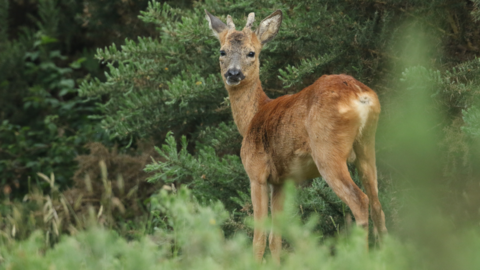 Deer in the woods