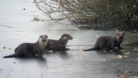 Three otters on the ice at Rutland Water