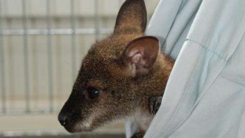 Tui the Wallaby in pillowcase