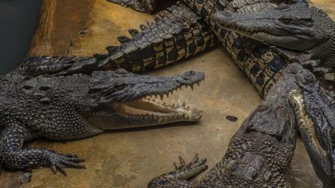 Crocodiles are seen at a crocodile park in Medan, North Sumatra, Indonesia in November 2015