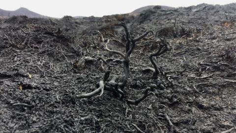 Damage to ground following a wildfire