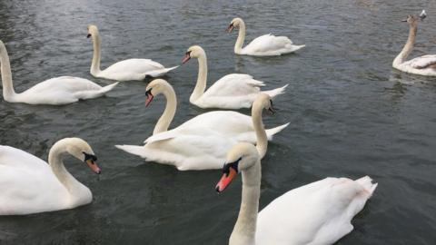 Swans