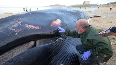 Veterinary pathologist James Barnett examining the dead fin whale