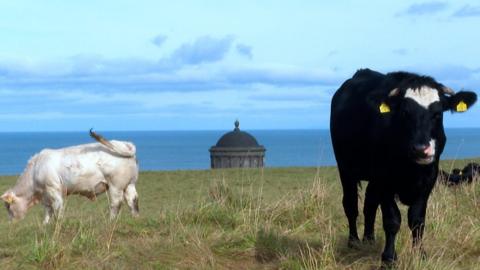 Cows at Mussenden