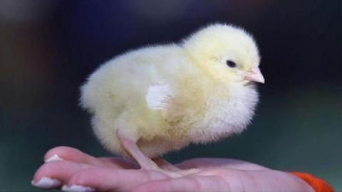 Chick